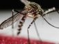 Llega el fin de la emergencia sanitaria por zika en Brasil