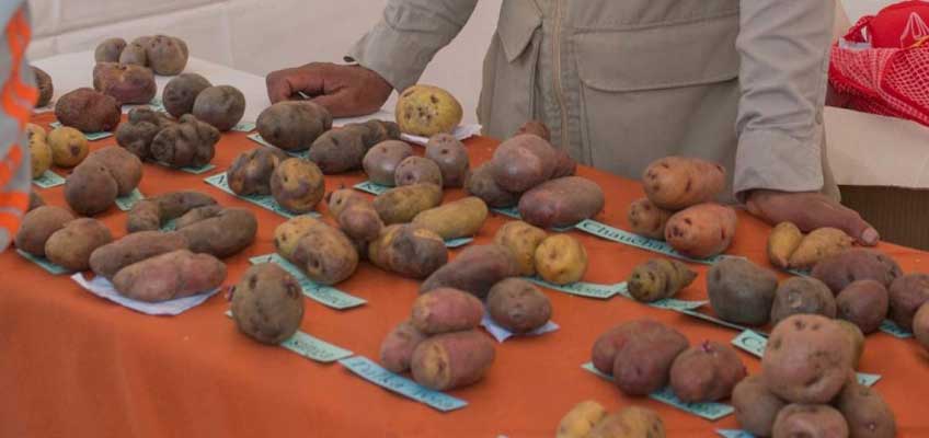 Papa el cultivo transitorio más importante del Ecuador