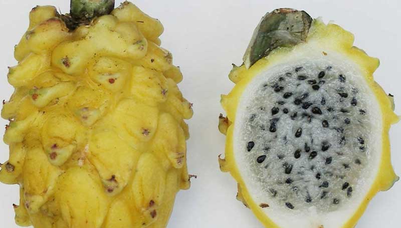 Pitahaya