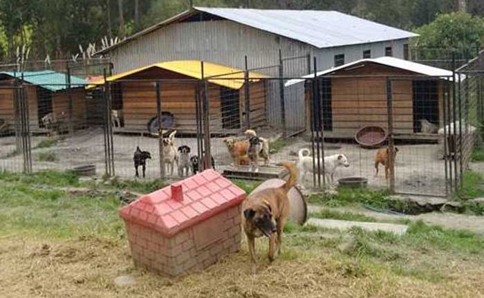 Preocupación por desalojo de animales en Cuenca