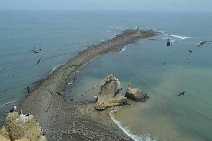 Avistamiento de Ballenas en El Oro