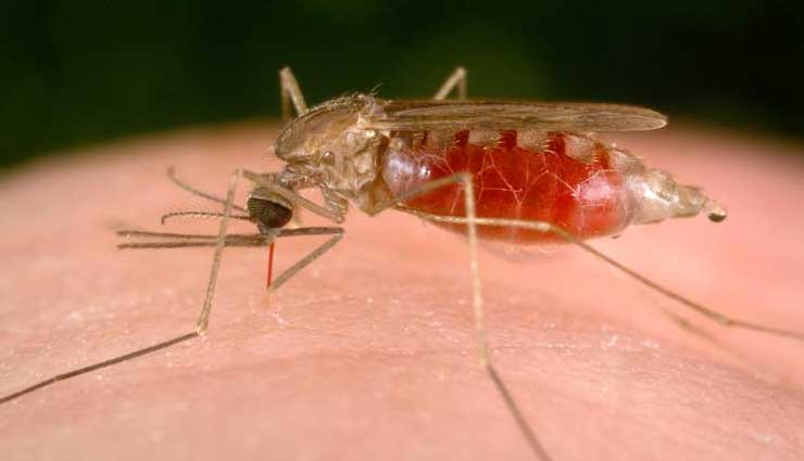 malaria