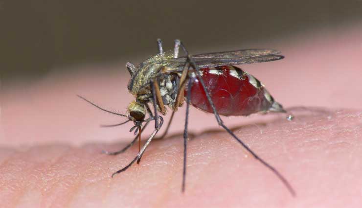 Mosquitos, Salud, Curiosidades