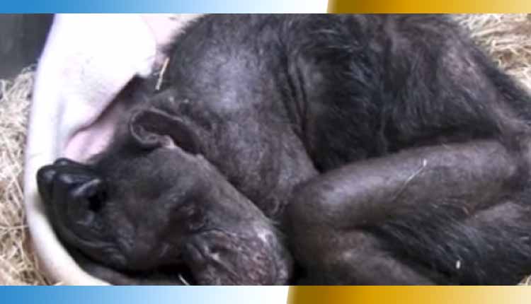 chimpanse, zoológico de Holanda, Curiosidades,