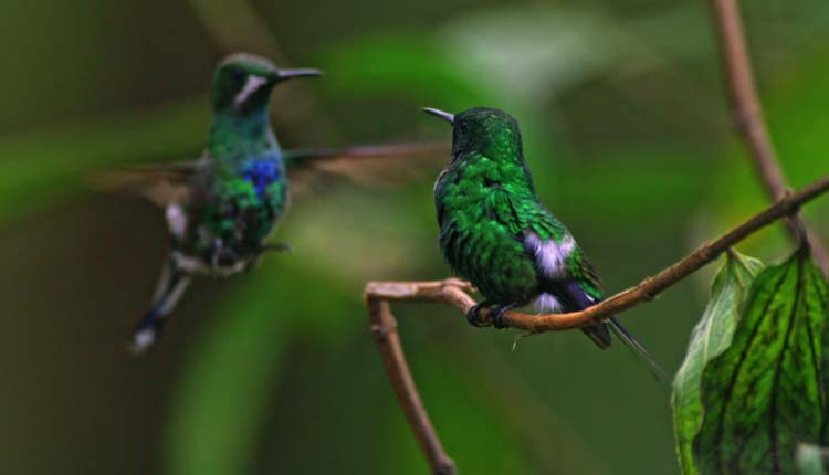 flora y fauna, San Miguel de los Bancos, Santo Domingo,