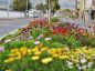 Ambato, Ecuador, Flores y Frutas,