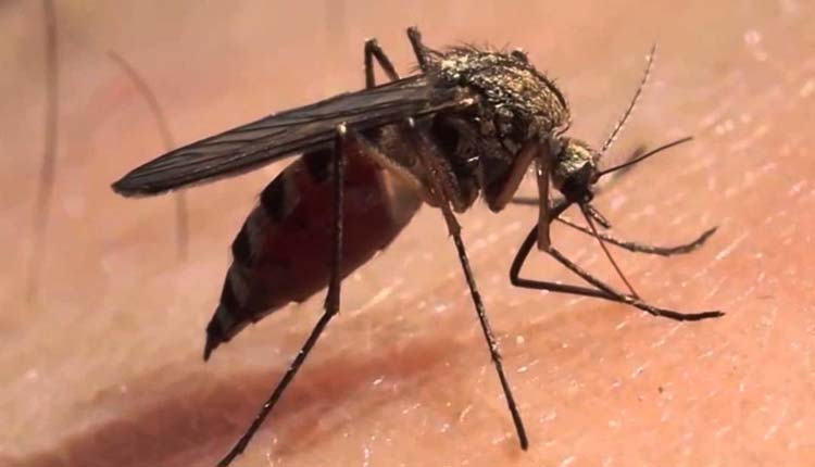 mosquito aedes, Santo Domingo, Salud,