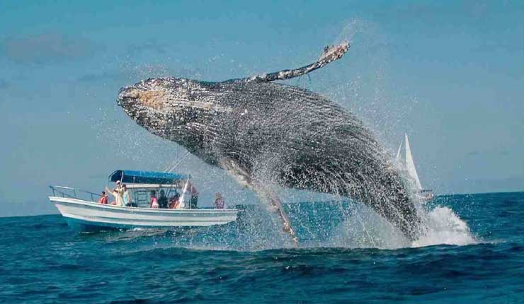 Temporada de avistamiento de ballenas inicia en Ecuador