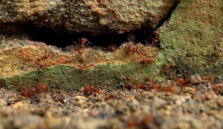Las hormigas demuestran que es posible erigir la Torre de Babel