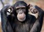 Descubren que los gestos de los chimpancés se rigen por las mismas leyes que el habla humana