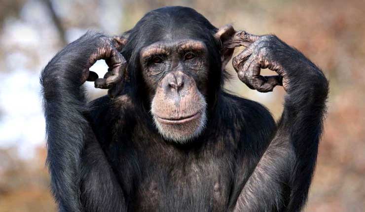 Descubren que los gestos de los chimpancés se rigen por las mismas leyes que el habla humana